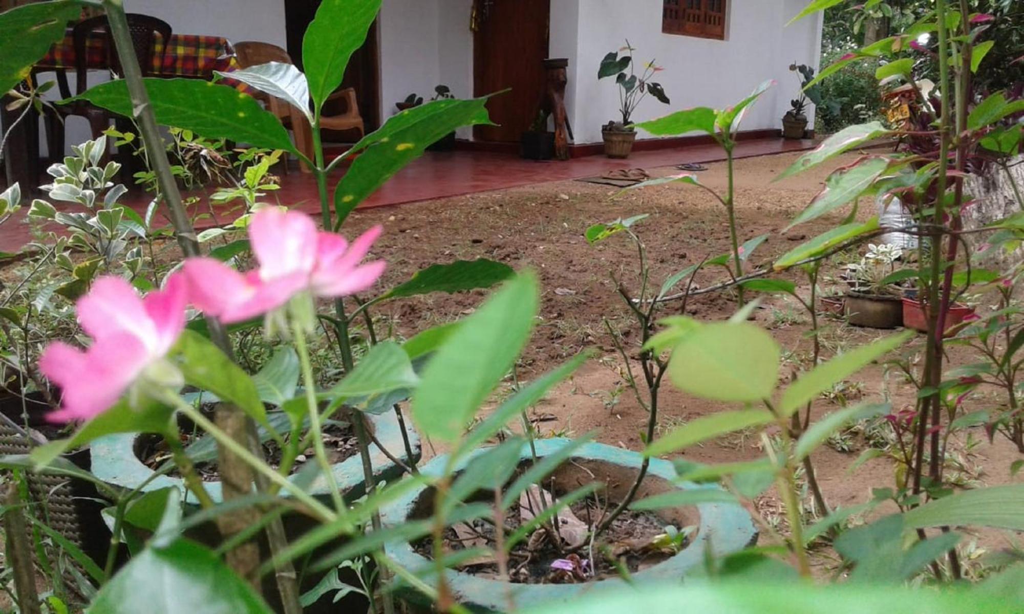 Winstar Homestay Sigiriya Exteriér fotografie