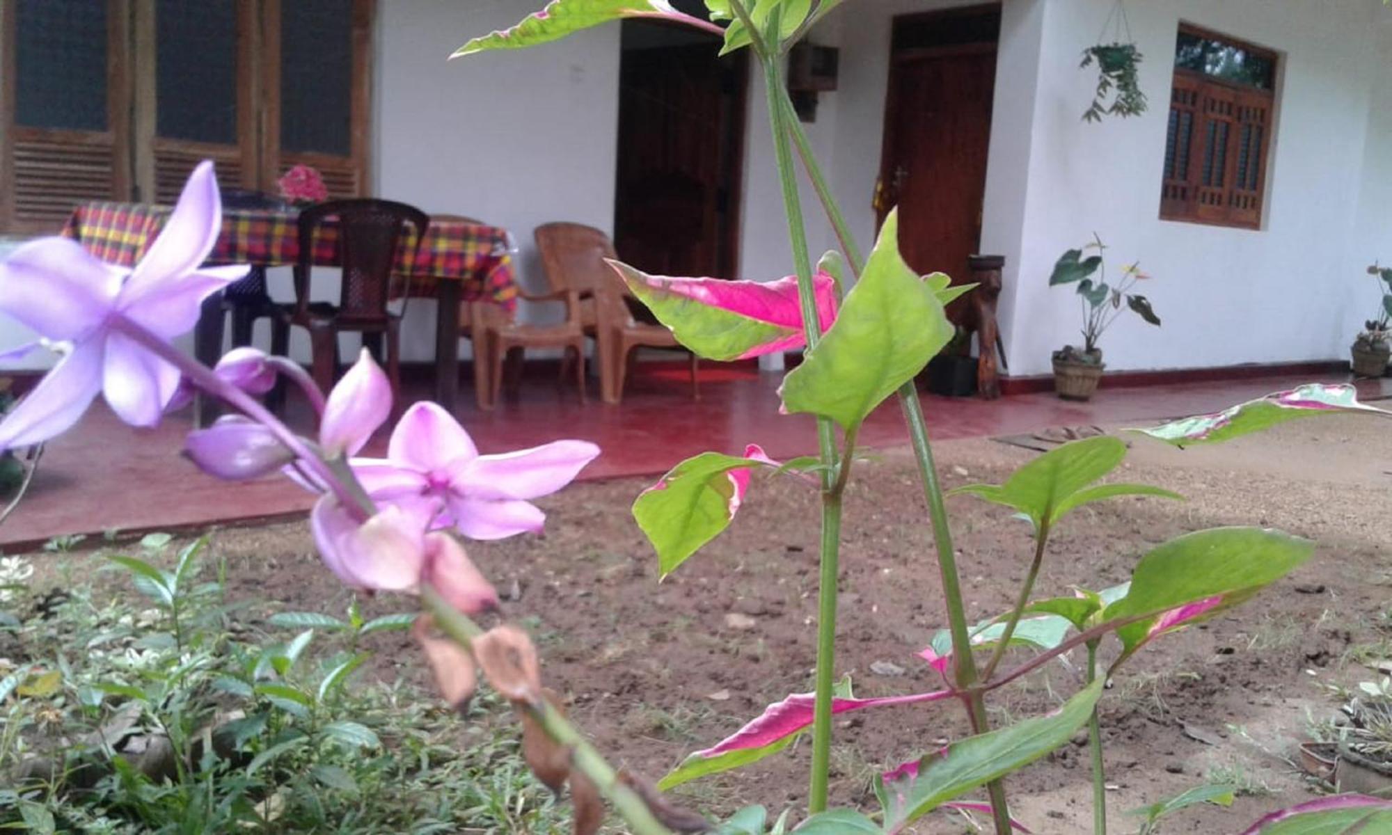 Winstar Homestay Sigiriya Exteriér fotografie