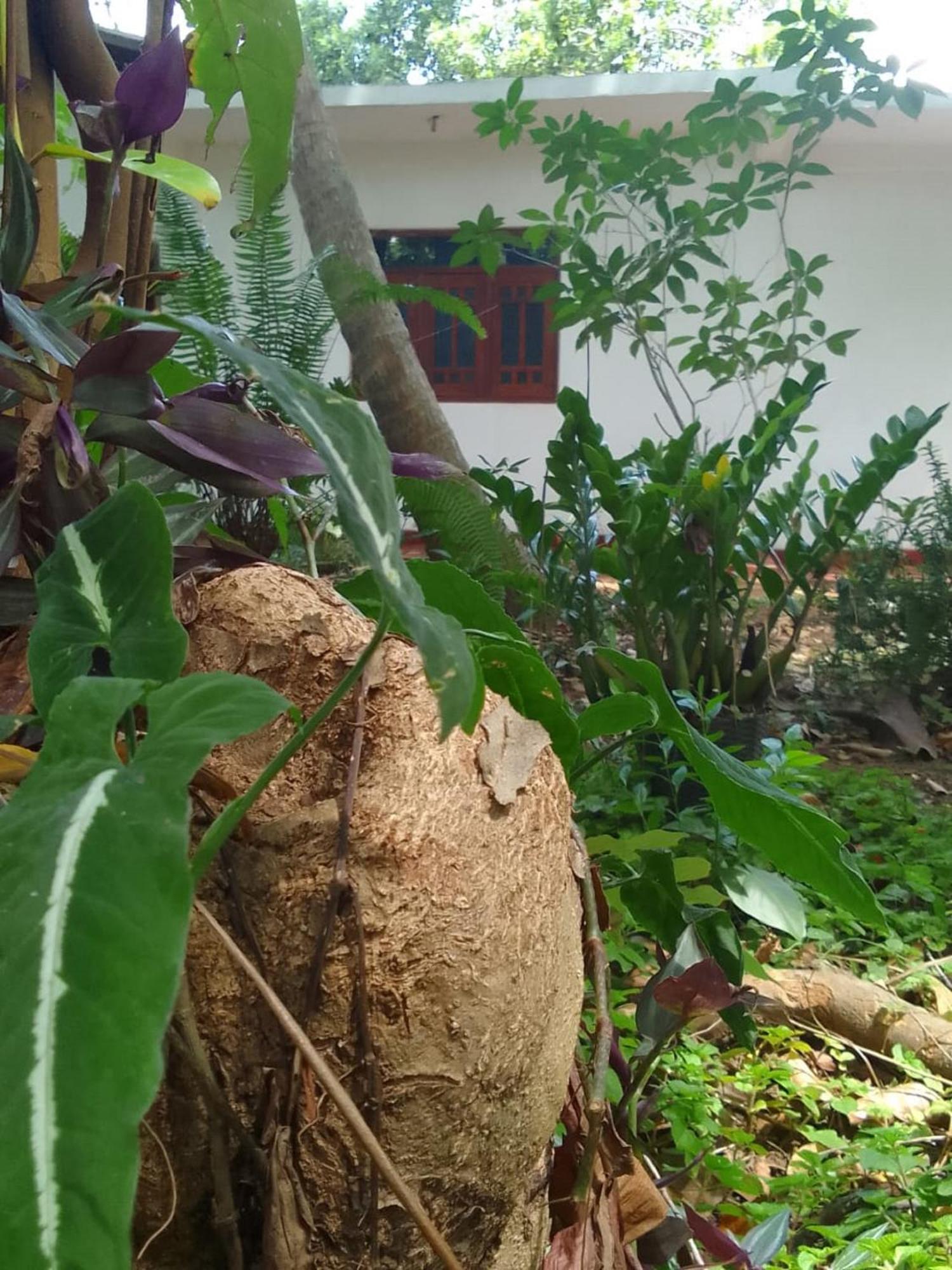 Winstar Homestay Sigiriya Exteriér fotografie