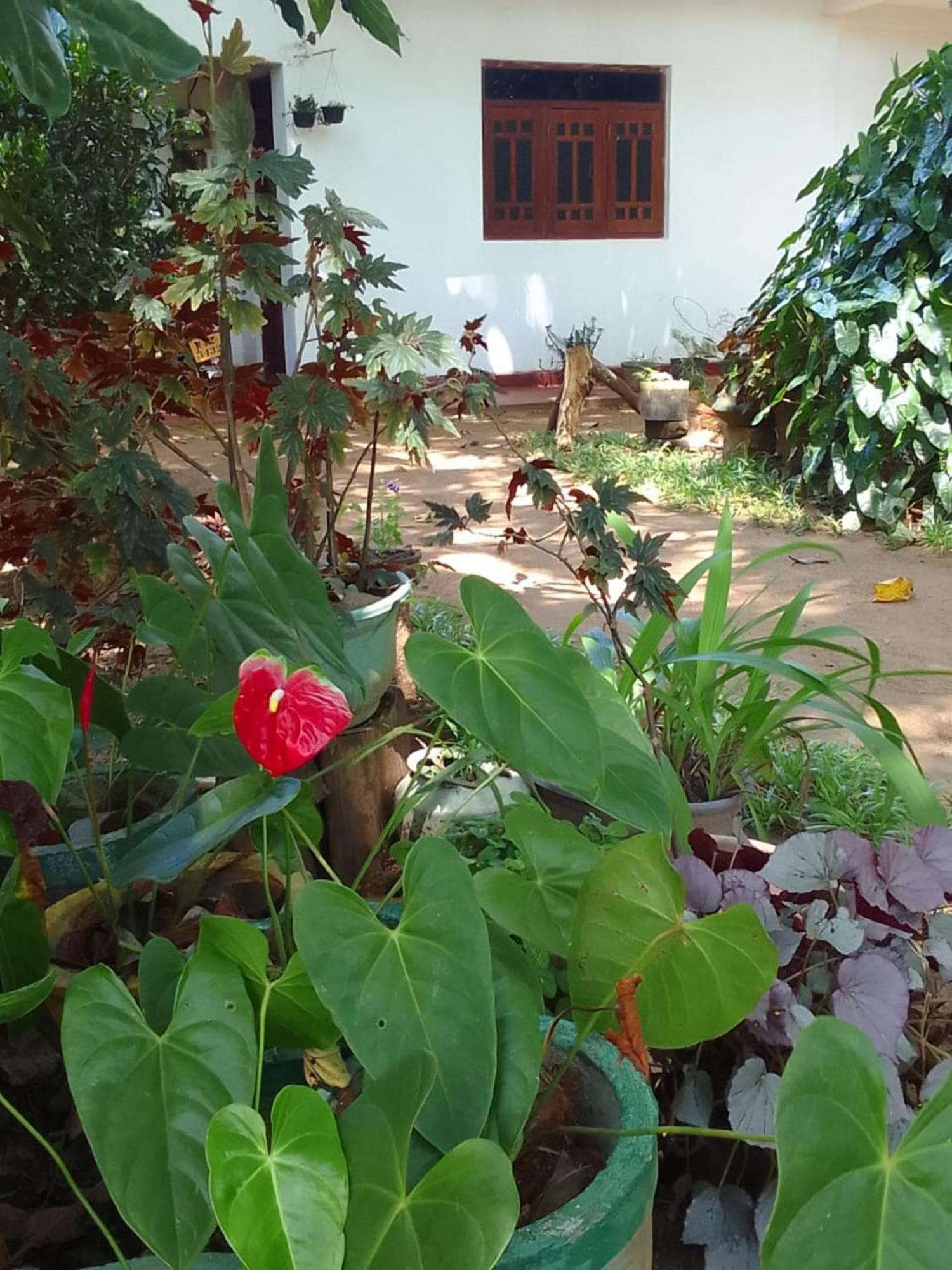 Winstar Homestay Sigiriya Exteriér fotografie